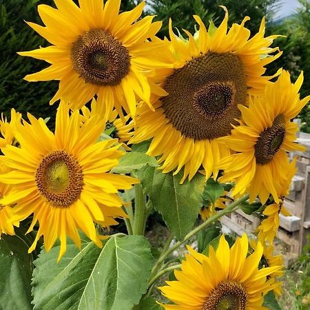 I Girasoli Sanzeno Exterior foto