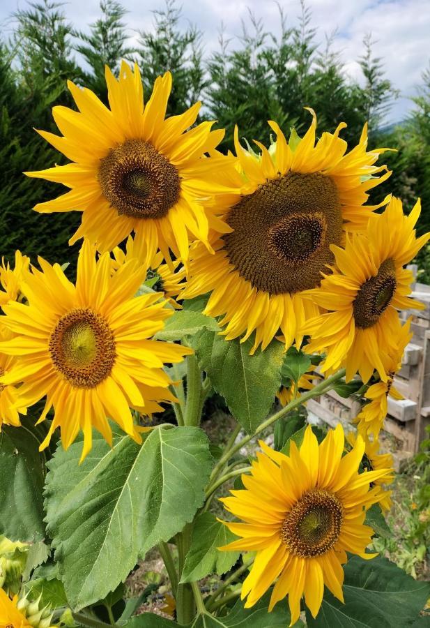 I Girasoli Sanzeno Exterior foto