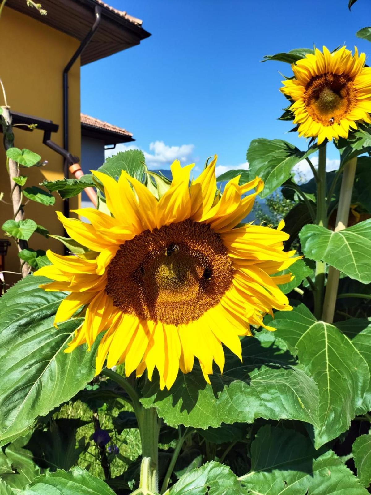 I Girasoli Sanzeno Exterior foto